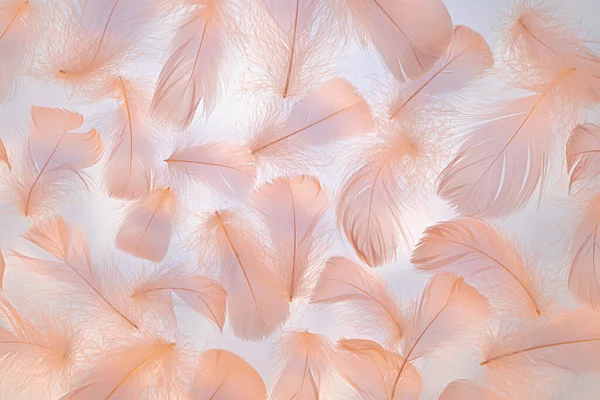 Peach colored fluffy feathers texture. Color of the year 2024 background.