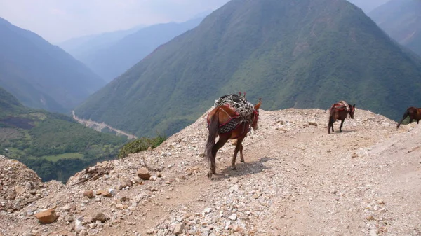 Mulee Sétálnak Egy Ösvényen Andokban Kiváló Minőségű Fénykép — Stock Fotó