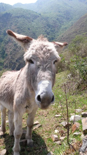 Wild Donkey Portrait Andes Mountains High Quality Photo — Stock Photo, Image