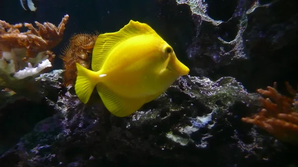 Yellow Fish Koral Ocean Closeup Nature Underwater High Quality Photo — Stock Photo, Image