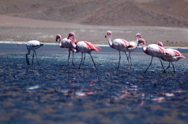 Atacama Çölü 'ndeki flamingolar Şili Bolivya lagunası. Yüksek kalite fotoğraf