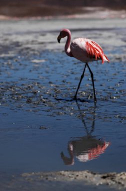 Atacama Çölü 'ndeki flamingolar Şili Bolivya lagunası. Yüksek kalite fotoğraf