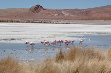 Atacama Çölü 'ndeki flamingolar Şili Bolivya lagunası. Yüksek kalite fotoğraf