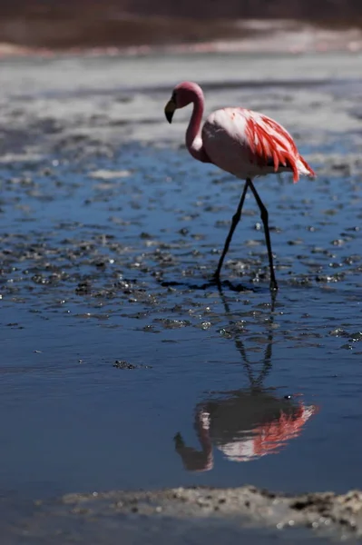 Flamingos Atacama Desert Chile Bolivia Laguna High Quality Photo — Stock Photo, Image