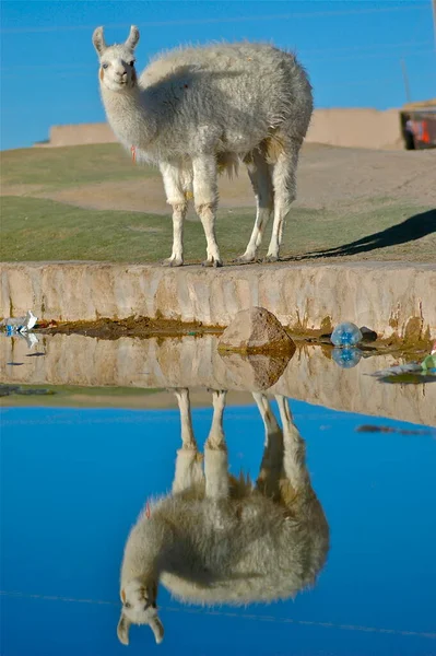Alpaca Ivóvíz Tükrözve Bolívia Atacama Kék Kiváló Minőségű Fénykép — Stock Fotó