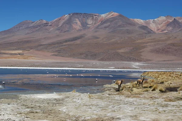 Flamingos Der Atacama Wüste Chile Bolivien Laguna Hochwertiges Foto — Stockfoto