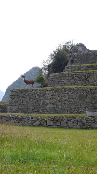 Machu Picchu Civilizáció Híres Ősi Unesco Kultúra Peru Kiváló Minőségű — Stock Fotó