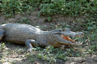 Aligator cayman crocodile rurrenabaque Bolivya Amazonas dschungle. Yüksek kalite fotoğraf