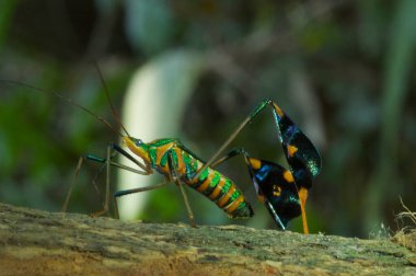 Renkli yaprak ayaklı böcek yeşil turuncu siyah makro güzel tropik dschungle. Yüksek kalite fotoğraf