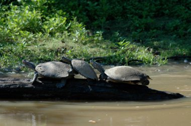 River Turtle Beni Nehri Amazonas Bolivya pampaları. Yüksek kalite fotoğraf