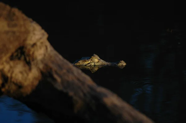 Krokodyl Aligator Rurrenabaque Boliwia Amazonas Dschungle Wysokiej Jakości Zdjęcie — Zdjęcie stockowe