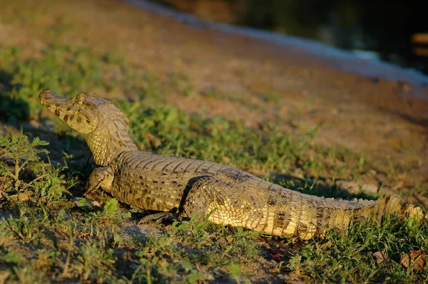 Κροκόδειλος Κροκόδειλος Αλιγάτορας Rurrenabaque Βολιβία Amazonas Dschungle Υψηλής Ποιότητας Φωτογραφία — Φωτογραφία Αρχείου