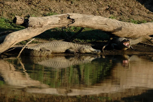 Jacaré Jacaré Crocodilo Rurrenabaque Bolívia Amazonas Dschungle Foto Alta Qualidade — Fotografia de Stock