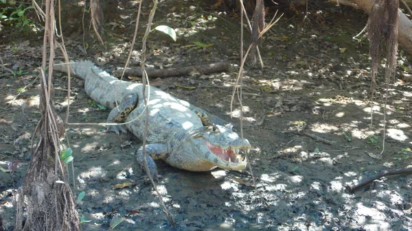 Aligator Cayman Krokodil Rurrenabaque Bolivien Amazonas Dschungle Hochwertiges Foto — Stockfoto