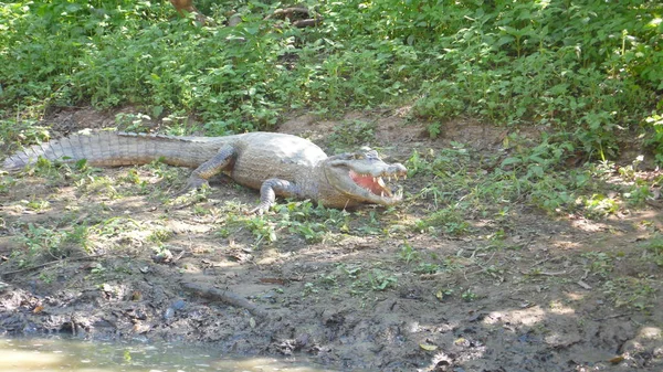 Aligator Cayman Krokodil Rurrenabaque Bolivien Amazonas Dschungle Hochwertiges Foto — Stockfoto