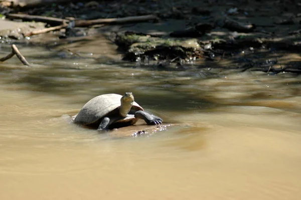 Ποταμός Turtle Beni River Amazonas Βολιβία Πάμπας Υψηλής Ποιότητας Φωτογραφία — Φωτογραφία Αρχείου