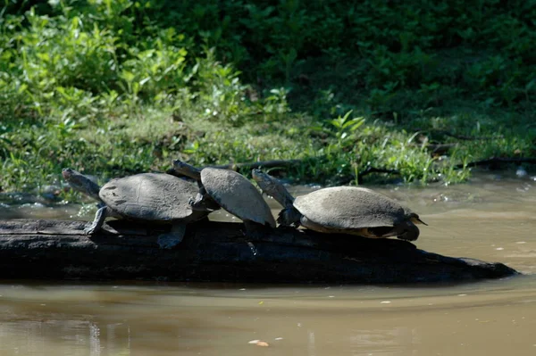 Flussschildkröte Beni Fluss Amazonas Bolivien Pampa Hochwertiges Foto — Stockfoto