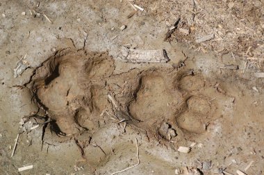 Puma Tracs Bolivya Dschungle macera vahşi yaşam tazeliği. Yüksek kalite fotoğraf