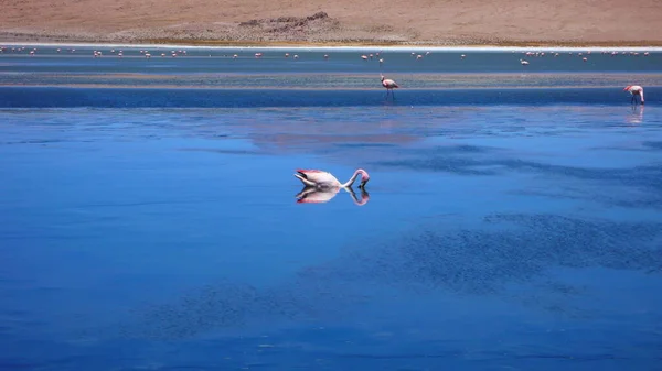 Fenicottero Atacama Deserto Acqua Surfave Uccello Rosa Foto Alta Qualità — Foto Stock