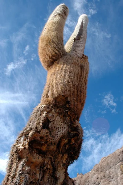 Salar Uyuni Kaktus Blå Himmel Tør Varm Høj Kvalitet Foto - Stock-foto
