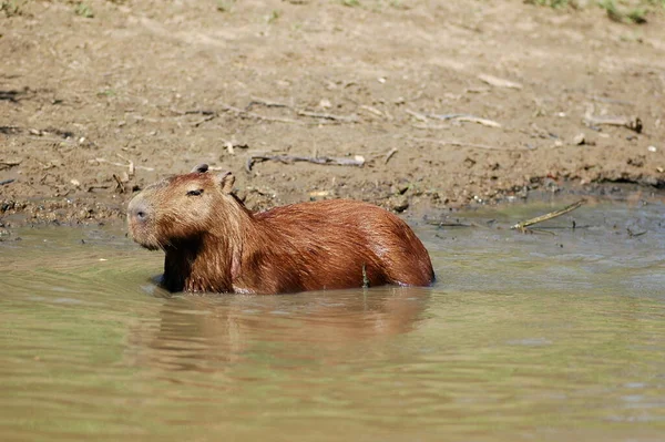 Capybara Beni Rivier Bolivia Dschungle Wilde Dieren Natuur Hoge Kwaliteit — Stockfoto