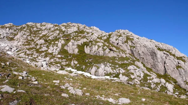 Hindelanger Klettersteig Gams Steinbock Montagna Alpinismo Scalata Roccia Bavaria Foto — Foto Stock