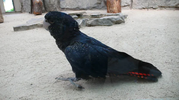 Pappagallo Bird Black Seduto Sul Pavimento Carino Foto Alta Qualità — Foto Stock