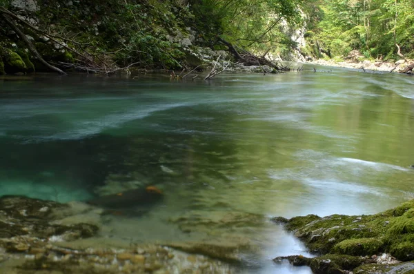 Vintgar Klamm Slowenien Water River Wild Rock Foto Berkualitas Tinggi — Stok Foto