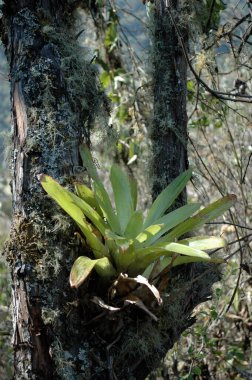 Epiphyten parazit ağacı Dschungle Gökyüzü Bolivya. Yüksek kalite fotoğraf