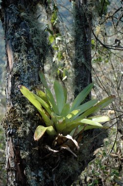 Epiphyten parasite plant Tree Dschungle Sky Bolivia. High quality photo clipart