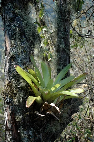 エピフィチン寄生植物ツリーDschungle Skyボリビア 高品質の写真 ロイヤリティフリーのストック画像