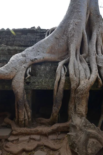 Angkor Wat Camboya Arruina Histórico Templo Khmer Tree Roots Perdió — Foto de Stock