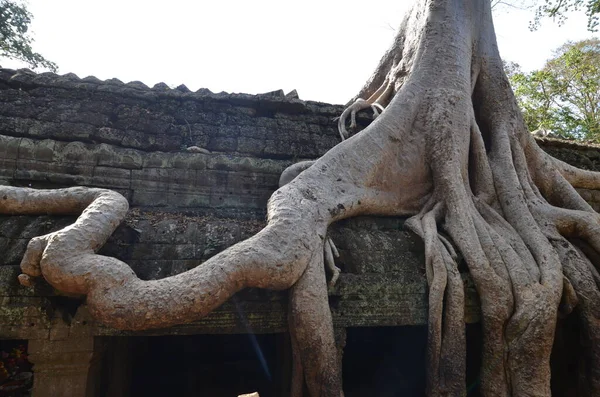 吴哥窟柬埔寨破坏了具有历史意义的赫玛寺树根失落的文化 高质量的照片 — 图库照片