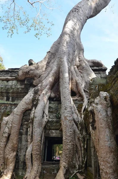 吴哥窟柬埔寨破坏了具有历史意义的赫玛寺树根失落的文化 高质量的照片 — 图库照片