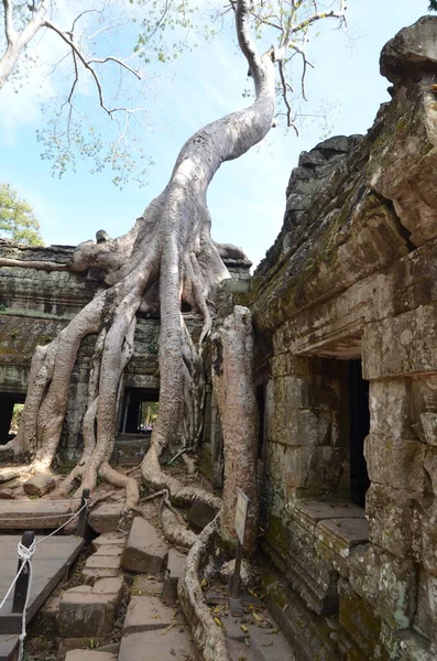 Angkor Wat Kamboçya Tarihi Khmer Tapınağı Ağaç Kökleri Kültürünü Kaybetti — Stok fotoğraf