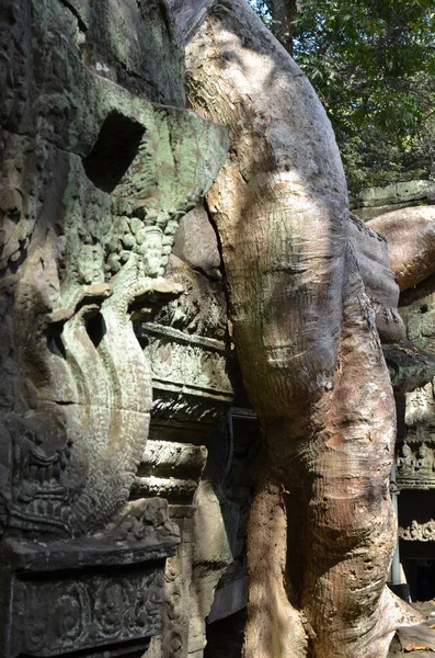 Angkor Wat Cambodia Förstöra Historiska Khmertemplet Trädrötter Förlorade Kultur Högkvalitativt — Stockfoto
