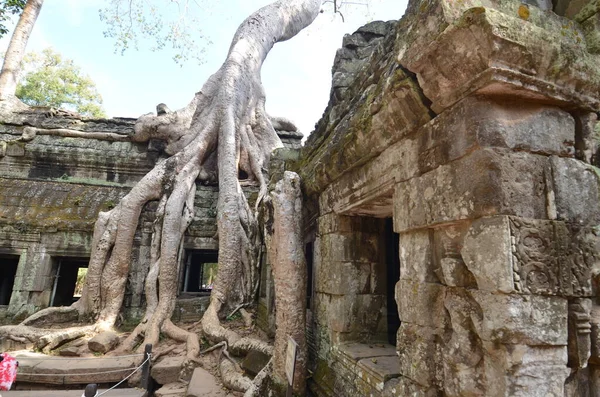 Angkor Wat Camboya Arruina Histórico Templo Khmer Tree Roots Perdió —  Fotos de Stock