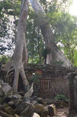 Angkor Wat Kamboçya tarihi Khmer Tapınağı Ağaç Kökleri kültürünü kaybetti. Yüksek kalite fotoğraf