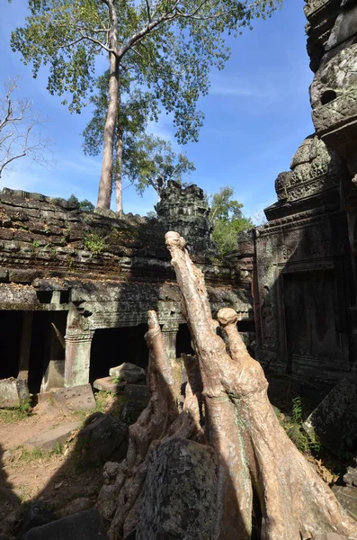 Angkor Wat Kambodscha Ruine Historischen Khmer Tempel Baumwurzeln Verloren Kultur — Stockfoto
