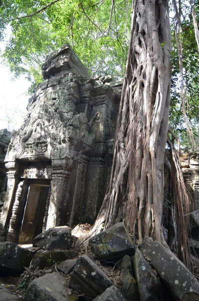アンコールワットカンボジアは歴史的なクメール寺院の木の根を台無しに文化を失った 高品質の写真 — ストック写真