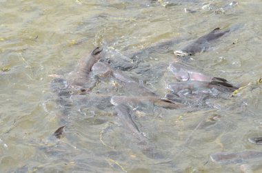 Chao Phraya Nehri 'nde Bangkok Tayland' da çok balık var. Yüksek kalite fotoğraf