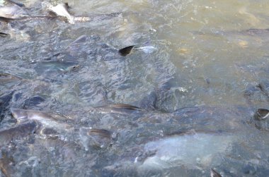 Chao Phraya Nehri 'nde Bangkok Tayland' da çok balık var. Yüksek kalite fotoğraf