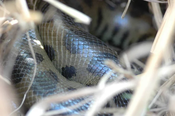 巣のパンパスボリビア乾燥時間中のアナコンダ 高品質の写真 — ストック写真