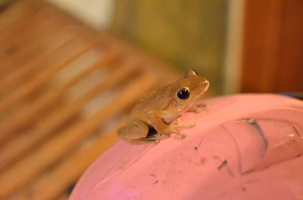 Tiny Frog Pink Nature Amphibian Animal Asia High Quality Photo — Stock Photo, Image