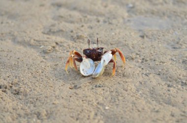 Kum Sahil Yengeci Koh yao Noi Adası Tayland Uzun Kuyruklu Teknesi. Yüksek kalite fotoğraf