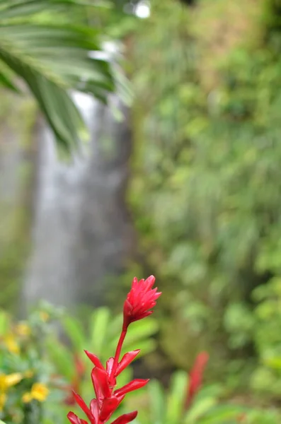 Caribische Tropische Waterval Met Bloemen Achtergrond Regenwoud Hoge Kwaliteit Foto — Stockfoto