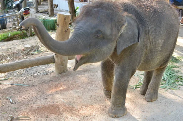 Junger Elefant Phuket Thailand Füttert Niedliches Schönheitstier Hochwertiges Foto — Stockfoto