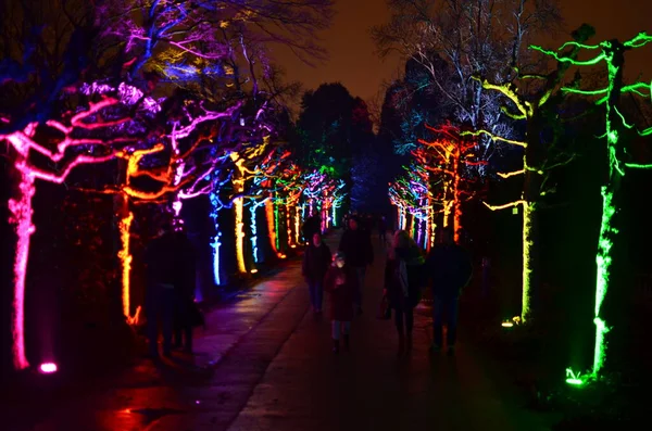 Lightshow Iluminowane Park Trees Kolorowe Wydarzenie Grugapark Essen Wysokiej Jakości — Zdjęcie stockowe