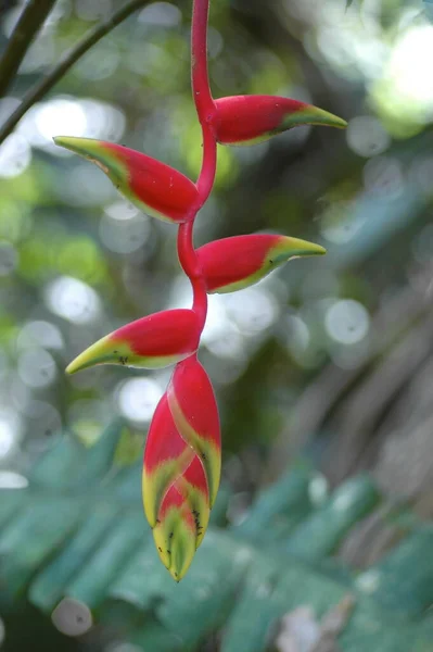Красива Червона Квітка Геліконії Тропічна Квітка Макро Високоякісна Фотографія — стокове фото