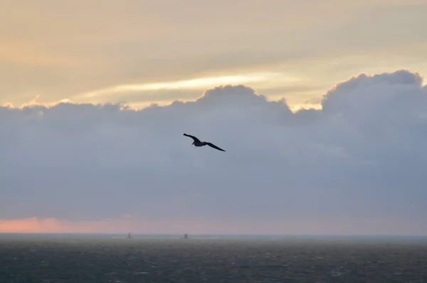 stock image clouded Coast sunset with birds colorfull pastell over ocean. High quality photo